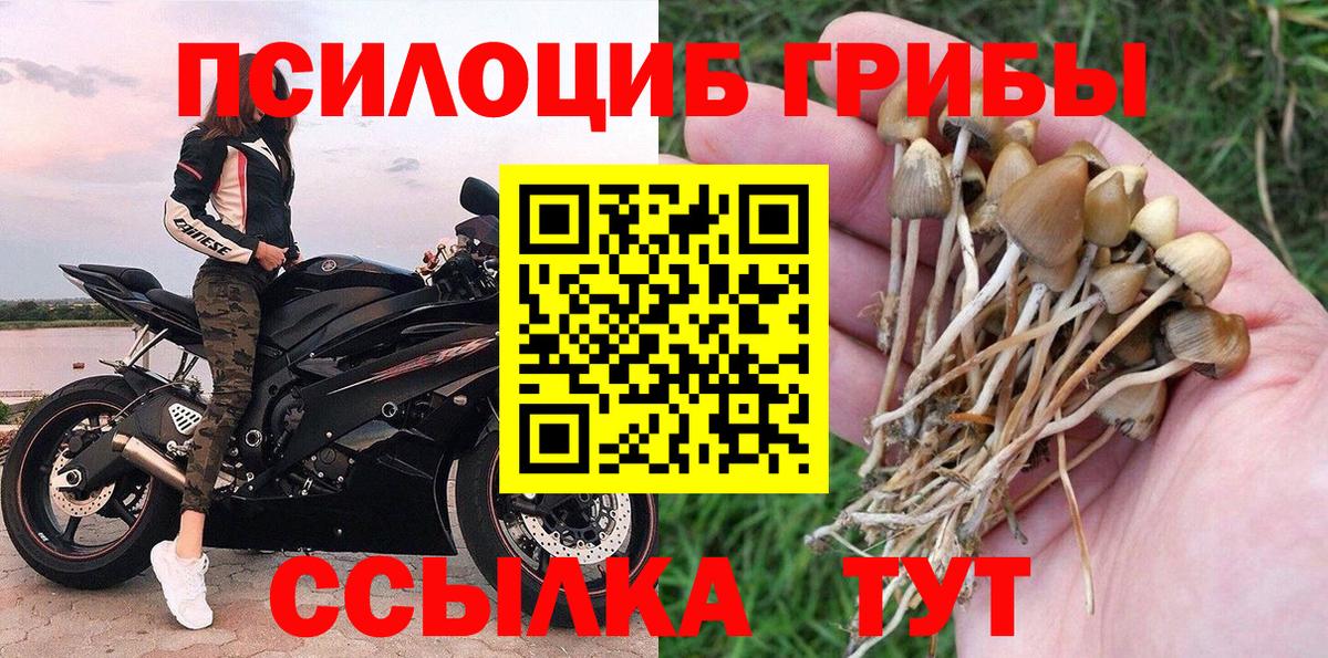 Усть-Джегута  как найти   Вход с VPN  Галлюциногенные грибы Cubensis 